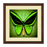 Set of 3, Vibrant Butterflies Collage Wall Art Frames - BF105