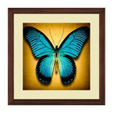 Set of 3, Vibrant Butterflies Collage Wall Art Frames - BF105