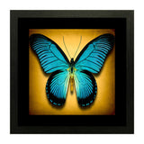 Set of 3, Vibrant Butterflies Collage Wall Art Frames - BF105