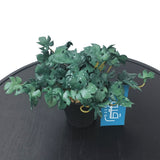 Planter for Table Decor - GD440