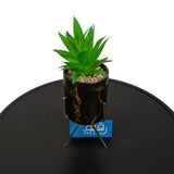 Planter with Black Ceramic Pot on Metal Stand for Table Decor - GD681